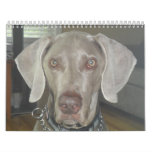 Weimaraner calendar