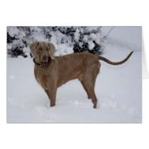 Weimaraner Card