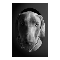 Weimaraner - Determination (Black & White) posters by mikeysmommy Weimaraner - Determination (Black & White) posters