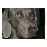 Weimaraner Dog Greeting Card