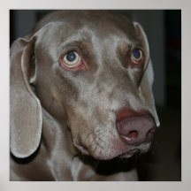 Weimaraner Dog Print