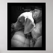 Weimaraner I Black and White Canvas Posters