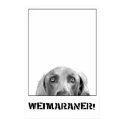 Weimaraner In A Box Poster posters