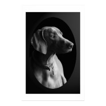 Weimaraner In The Morning Light (Black & White) posters by mikeysmommy Weimaraner In The Morning Light (Black & White) posters