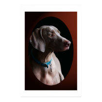Weimaraner In The Morning Light posters by mikeysmommy Weimaraner In The Morning Light posters