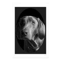 Weimaraner – Intense (Black & White) posters by mikeysmommy Weimaraner – Intense (Black & White) posters