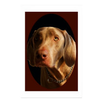 Weimaraner – Intense posters by mikeysmommy Weimaraner – Intense posters