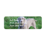 Weimaraner Lovers Mailing Labels
