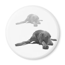 Weimaraner magnets