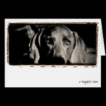 Weimaraner Nation : "A Thoughtful Stare" cards