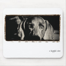 Weimaraner Nation : "A Thoughtful Stare" Mouse Mat
