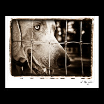 Weimaraner Nation " "At the Gate" Print posters