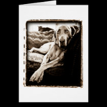 Weimaraner Nation : "Ballou's Chair" cards
