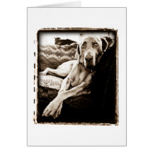 Weimaraner Nation : "Ballou's Chair" Greeting Card