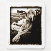 Weimaraner Nation : "Ballou's Chair" mousepads