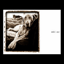 Weimaraner Nation : "Ballou's Chair" posters