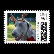 Weimaraner Nation : Holiday Postage stamps