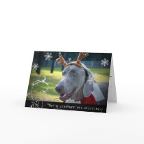 Weimaraner Nation :"Not A Creature was Stirring.." cards
