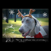 Weimaraner Nation :"Not a creature was stirring... invitations