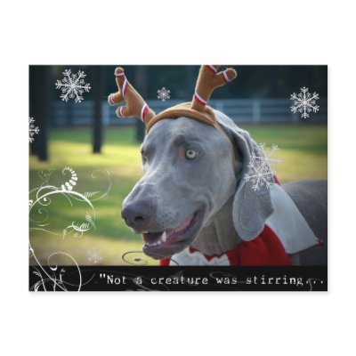 Weimaraner Nation   Not a creature was stirring    Post Cards