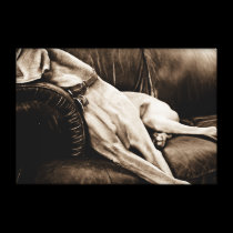 Weimaraner Nation : "Taking Over the Couch" canvas prints
