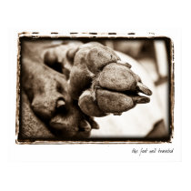 Weimaraner Nation : "The Foot Well Traveled" posters