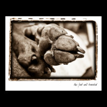 Weimaraner Nation : "The Foot Well Traveled" posters