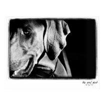 Weimaraner Nation : "The Grey Ghost" Print