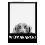 Weimaraner Nation : Weimaraner In A Box! Greeting Cards