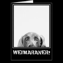 Weimaraner Nation : Weimaraner In A Box! cards