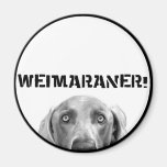 Weimaraner Nation : Weimaraner In A Box! Magnets