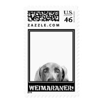 Weimaraner Nation : Weimaraner In A Box! postage