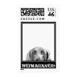 Weimaraner Nation : Weimaraner In A Box! Postage