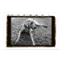 Weimaraner Nation : Weimaraner In Repose Poster posters