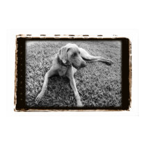 Weimaraner Nation : Weimaraner In Repose Poster posters