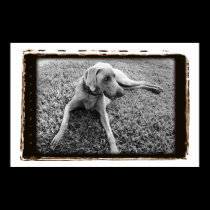 Weimaraner Nation : Weimaraner In Repose Poster posters