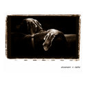 Weimaraner Nation : Weimaraners In Shadow posters