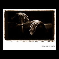 Weimaraner Nation : Weimaraners In Shadow posters