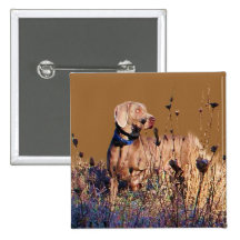 Weimaraner On Retrieve Pin