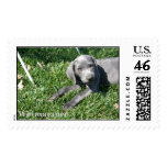 Weimaraner postage