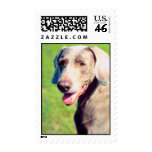 Weimaraner Stamps