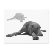Weimaraner Postcard