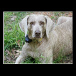 Weimaraner Postcard postcards