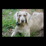 Weimaraner posters