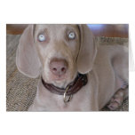 Weimaraner Puppy Greeting Card