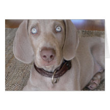 Weimaraner Puppy Greeting Card