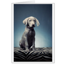 Weimaraner puppy greeting cards