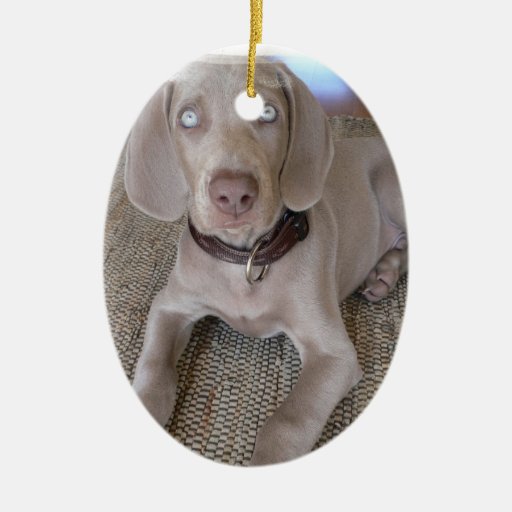 weimaraner puppy ornament zazzle weimaraner puppy ornament zazzle
