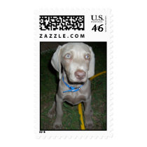 Weimaraner Puppy postage