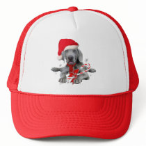 Weimaraner Puppy Santa hats